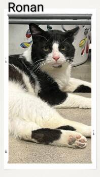 Domestic Short Hair Cats Available for Adoption in Caistor Centre, Ontario - Ronan | PetCurious