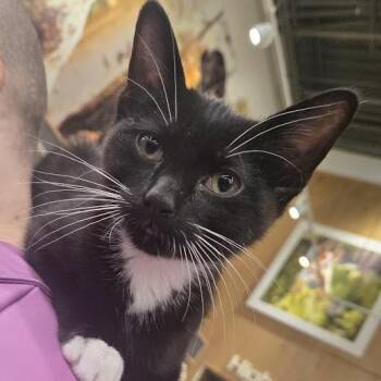 Sussie -  Domestic Short Hair Cat for Adoption in Sioux Falls, South Dakota - Sussie | PetCurious