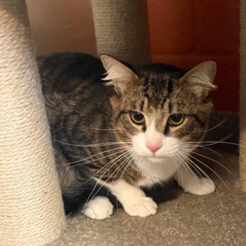 Freddy -  Domestic Medium Hair Cat Available for Adoption in Sarasota, Florida - Freddy | PetCurious
