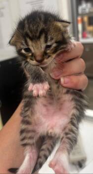 Joey -  Domestic Short Hair Cat for Adoption in Greenfield, Indiana - Joey | PetCurious