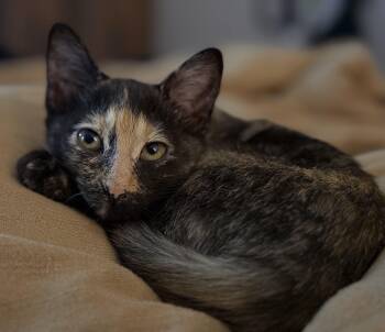 Rescue Tortoiseshell Cats for Adoption in Allen, Texas - LuLuBelle | PetCurious