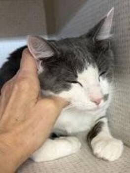 Domestic Short Hair Cats Available for Adoption - Dottie And Silver Surfer | PetCurious