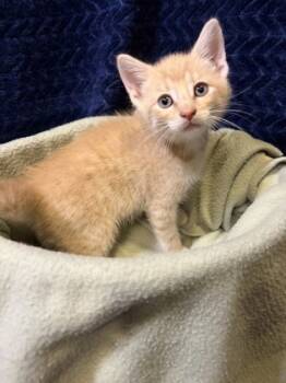 Rescue Domestic Short Hair Cats for Adoption in Burlington, Wisconsin - Ham | PetCurious