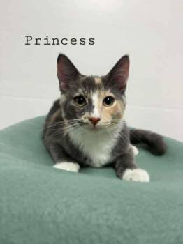 Rescue Calico Cats for Adoption in Rushville, Illinois - Princess | PetCurious