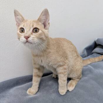 Maui -  Domestic Short Hair Cat for Adoption in Springfield, Illinois - Maui | PetCurious