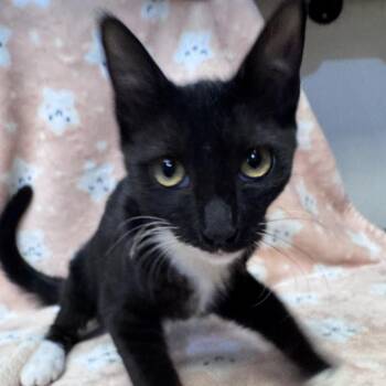 Data -  Domestic Short Hair Cat for Adoption in Brea, California - Data | PetCurious
