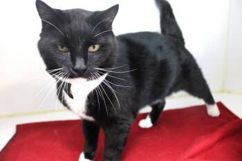 Rescue Domestic Short Hair Cats for Adoption in Fayetteville, Arkansas - Michael | PetCurious