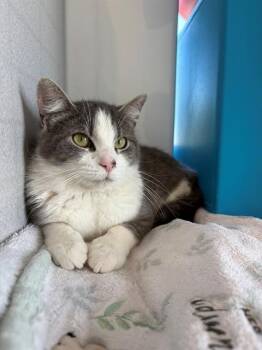Domestic Short Hair Cats Available for Adoption in Leesburg, Virginia - PIP | PetCurious