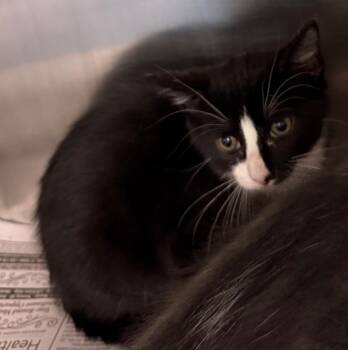 Flash -  Domestic Short Hair Cat for Adoption in Belton, Texas - Flash | PetCurious