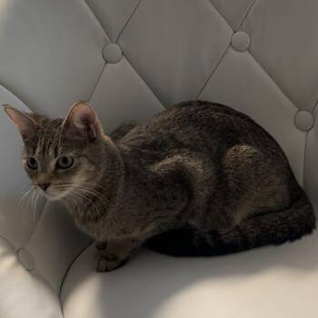 Kiwi -  Domestic Short Hair Cat for Adoption in West Palm Beach, Florida - Kiwi | PetCurious