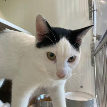 Domestic Short Hair Cats Available for Adoption in Des Moines, Iowa - Miles | PetCurious