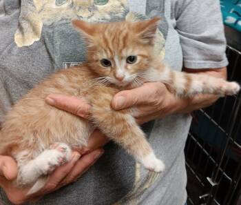 Caribbean -  Domestic Short Hair Cat for Adoption in Akron, Ohio - Caribbean | PetCurious