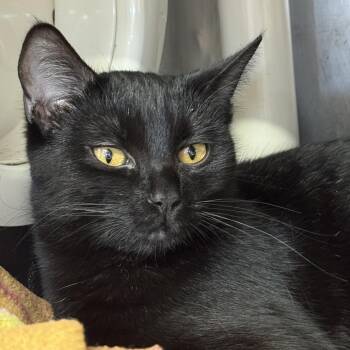 Domestic Short Hair Cats Available for Adoption - Rornado | PetCurious