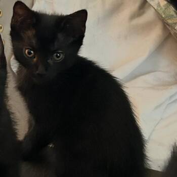 Patsy -  Domestic Short Hair Cat for Adoption in Ferndale, Michigan - Patsy | PetCurious