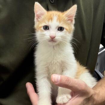 Sam -  Domestic Short Hair Cat for Adoption in Madisonville, Kentucky - Sam | PetCurious