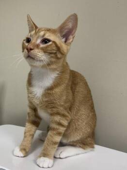 Jake -  Domestic Short Hair Cat for Adoption in Lancaster, Pennsylvania - Jake | PetCurious