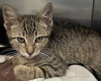 CHICO -  Domestic Short Hair Cat for Adoption in Santa Cruz, California - CHICO | PetCurious