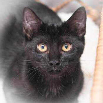Sygma -  Domestic Short Hair Cat for Adoption in St. Augustine, Florida - Sygma | PetCurious