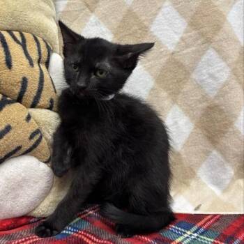 Zelly -  Domestic Short Hair Cat for Adoption in Hawthorne, California - Zelly | PetCurious