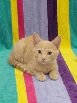 Professor Popcorn -  Domestic Short Hair Cat for Adoption in Westland, Michigan - Professor Popcorn | PetCurious