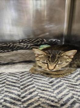 Rescue Domestic Short Hair Cats for Adoption in Hagerstown, Maryland - CASEY | PetCurious