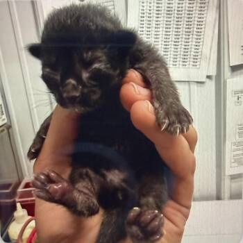 Buzz -  Domestic Short Hair Cat for Adoption in Mt. Juliet, Tennessee - Buzz | PetCurious