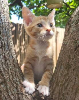 Tommy -  Domestic Short Hair Cat for Adoption in Sunrise, Florida - Tommy | PetCurious