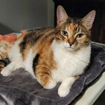 Tokyo -  Calico Cat for Adoption in Toronto, Ontario - Tokyo | PetCurious