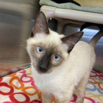 Cherry Garcia -  Domestic Short Hair and Siamese Cat for Adoption in Keizer, Oregon - Cherry Garcia | PetCurious