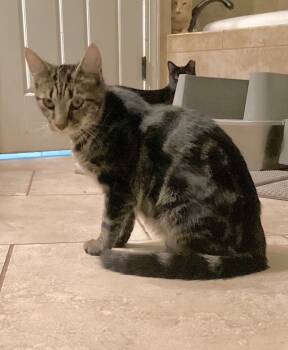 Rescue Domestic Short Hair Cats for Adoption in Augusta, Georgia - Licorice | PetCurious