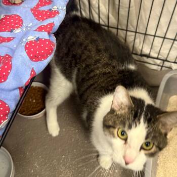 Foxy -  Domestic Medium Hair Cat for Adoption in Normal, Illinois - Foxy | PetCurious