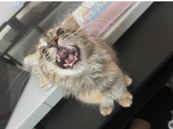 Sarabi Simba -  Domestic Long Hair and Torbie Cat for Adoption in Chandler, Arizona - Sarabi Simba | PetCurious