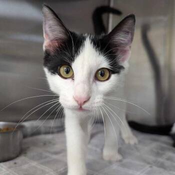 Phoenix -  Domestic Short Hair Cat for Adoption in Milan, Illinois - Phoenix | PetCurious