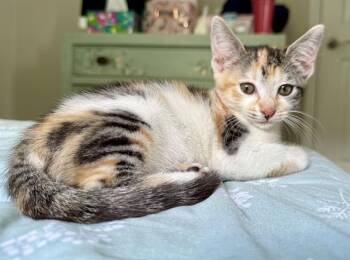 A1265546 -  Domestic Short Hair Cat for Adoption in Charlotte, North Carolina - A1265546 | PetCurious