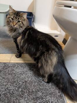 Lita #2 -  Domestic Medium Hair and Tabby Cat Available for Adoption in Westfield, Wisconsin - Lita #2 | PetCurious