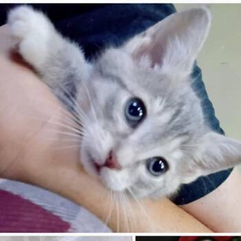 Gunner -  American Shorthair Cat for Adoption in Johnson City, Tennessee - Gunner | PetCurious