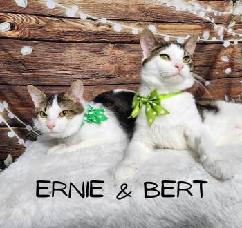 Rescue Tabby and Domestic Short Hair Cats for Adoption in Greensburg, Pennsylvania - Bert & Ernie | PetCurious
