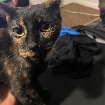 Astrid Crock -  Domestic Short Hair Cat for Adoption in Eagle Mountain, Utah - Astrid Crock | PetCurious