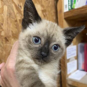 Toasty -  Domestic Short Hair Cat for Adoption in Blairsville, Georgia - Toasty | PetCurious