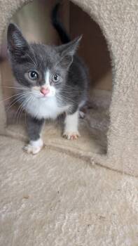 Trixie -  Domestic Short Hair Cat for Adoption in Baton Rouge, Louisiana - Trixie | PetCurious