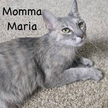 Momma Maria...loves to "chat" -  Domestic Short Hair and Tabby Cat for Adoption in Murfreesboro, Tennessee - Momma Maria...loves To "chat" | PetCurious