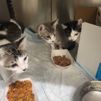 Rescue Domestic Short Hair Cats for Adoption in Westminster, California - Rachel Green | PetCurious