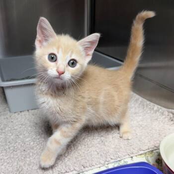 Davy Jones -  Domestic Short Hair Cat for Adoption in Waynesville, North Carolina - Davy Jones | PetCurious