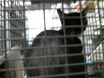 A2079231 -  Domestic Short Hair Cat for Adoption in Houston, Texas - A2079231 | PetCurious