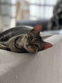 Rescue Domestic Short Hair Cats for Adoption in Quail Heights, Florida - Harpsichord | PetCurious