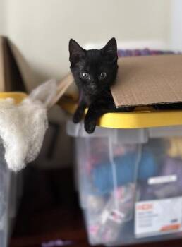 Colossus -  Domestic Short Hair Cat for Adoption in Atlanta, Georgia - Colossus | PetCurious