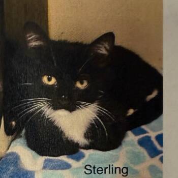 Rescue Domestic Short Hair Cats for Adoption in Houston, Texas - Sterling | PetCurious