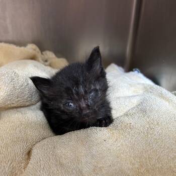 Magnum P.I. -  Domestic Short Hair Cat for Adoption in Bristol, Indiana - Magnum P.I. | PetCurious
