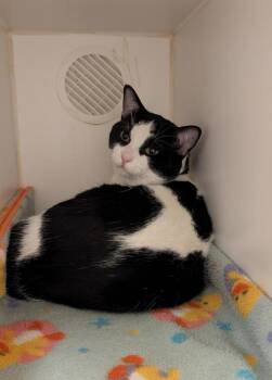 Domestic Short Hair Cats Available for Adoption in Winnipeg, Manitoba - Leroy | PetCurious