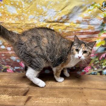 Zig -  Domestic Short Hair Cat for Adoption in Normal, Illinois - Zig | PetCurious
